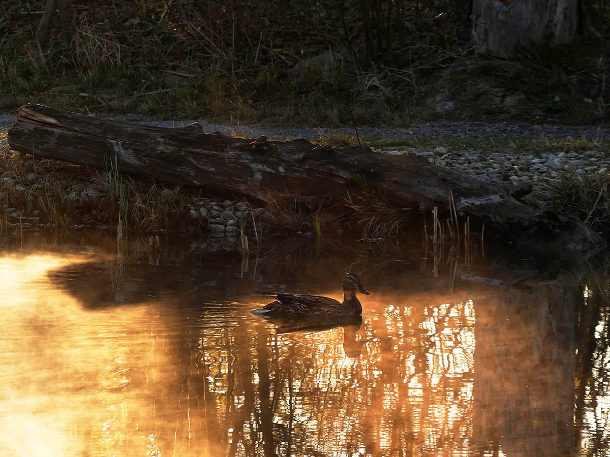 Nationalpark-Donau-Auen-NachtsSchlossinsel.jpg