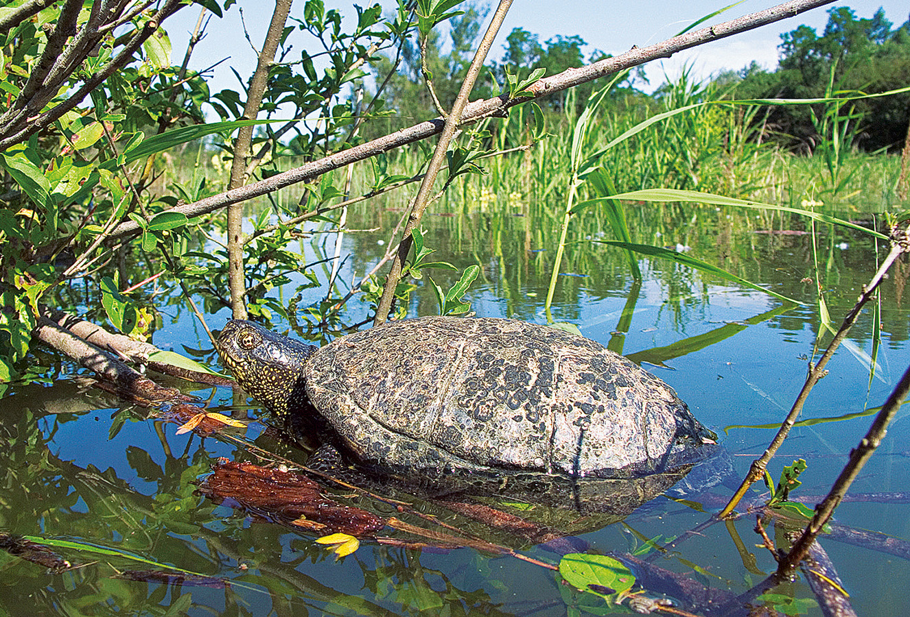 Nationalpark-Donau-Auen-SchildkrCo.jpg