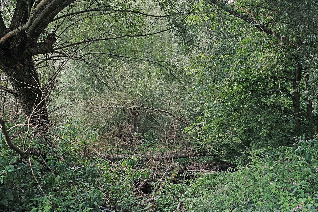 Nationalpark-Donau-Auen-Waldbaden.jpg