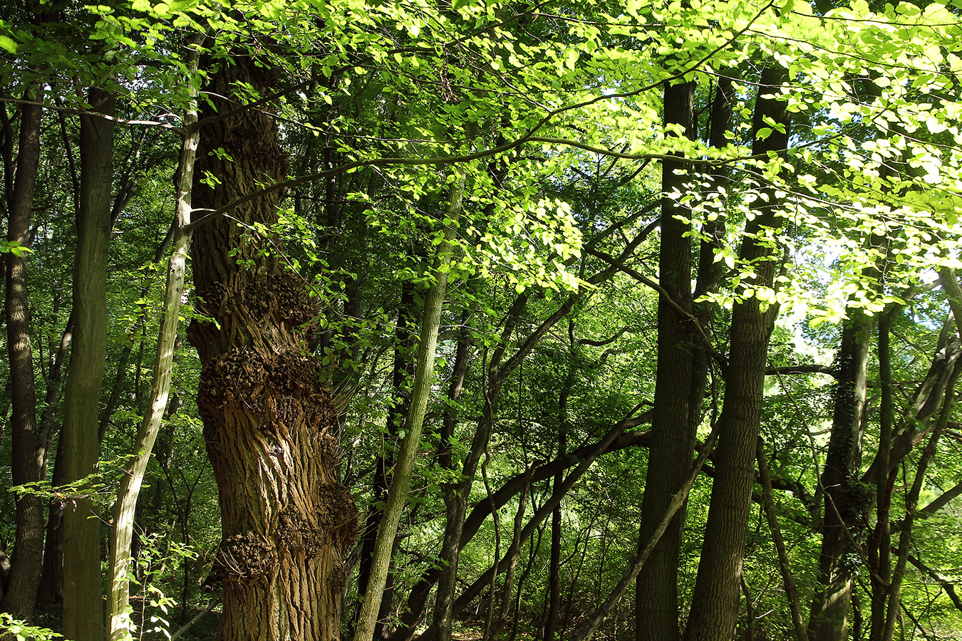 nationalpark-donau-auen-auwaldbaume,-kern.JPG
