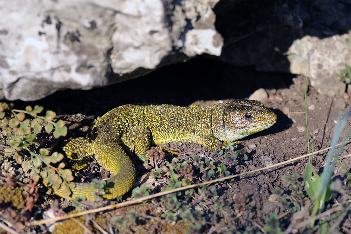 nationalpark-donau-auen-echse-und-natter,-baumgartner.JPG