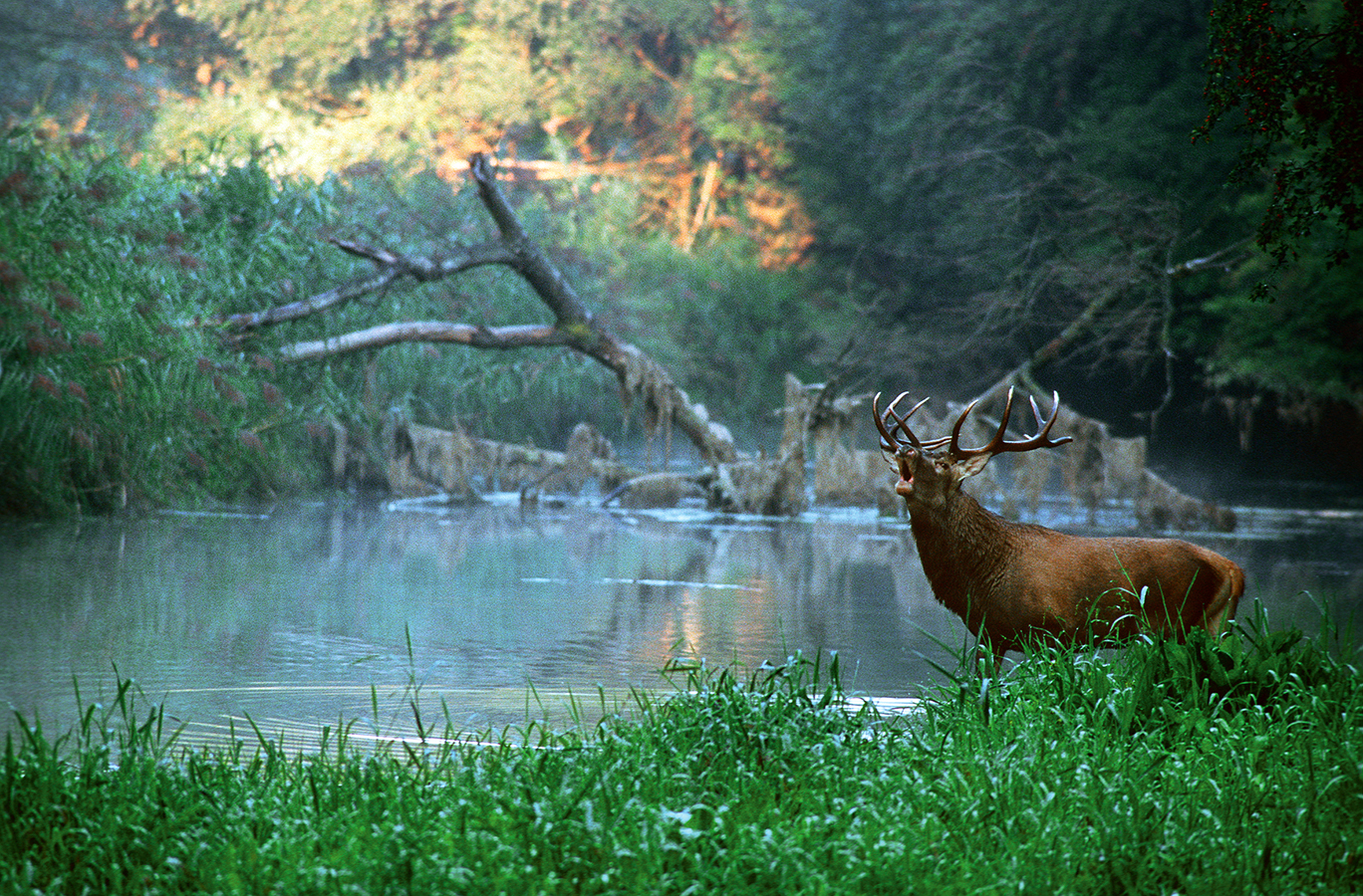 nationalpark-donau-auen-hirschrohren,-kovacs.jpg