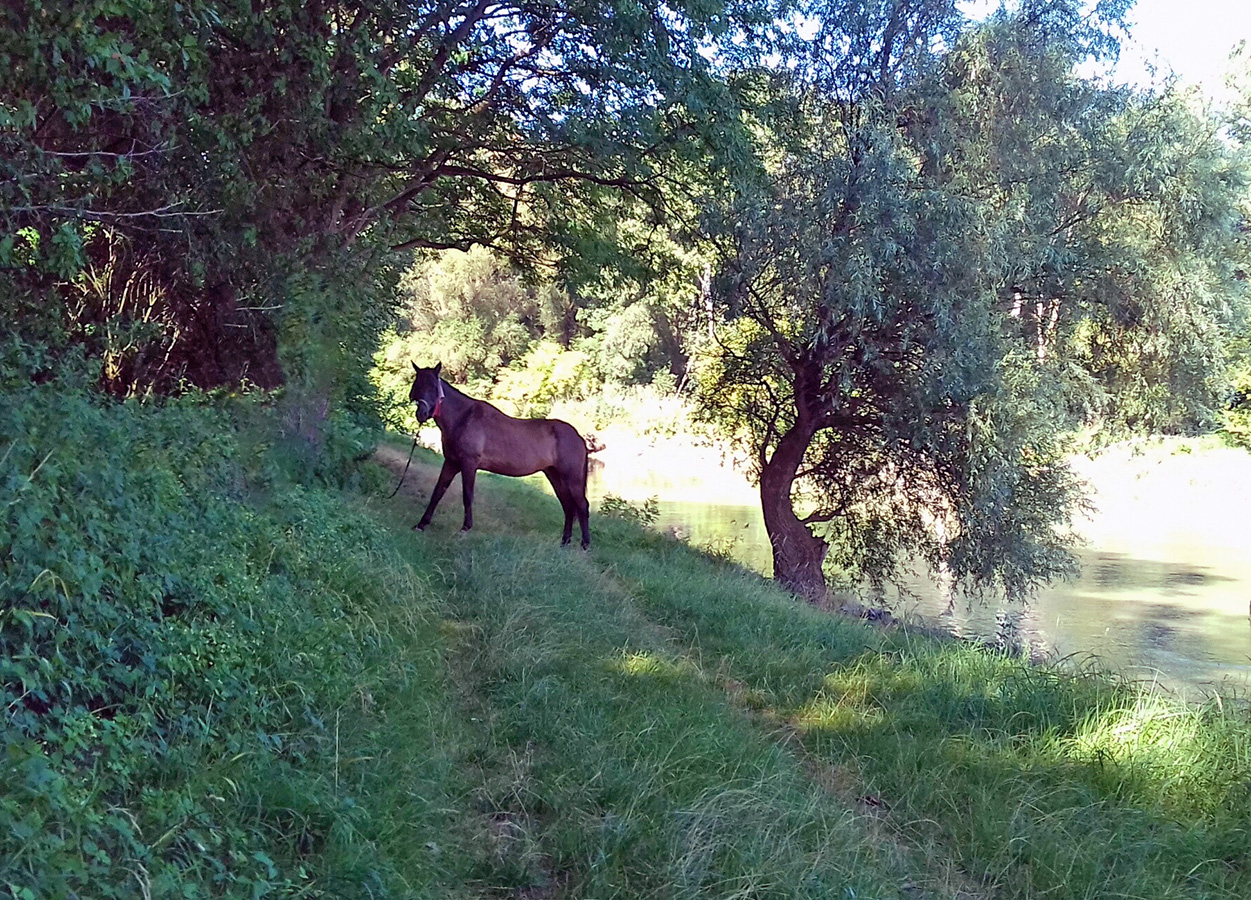 Nationalpark-Donau-Auen-Regeln_Pferd.jpg