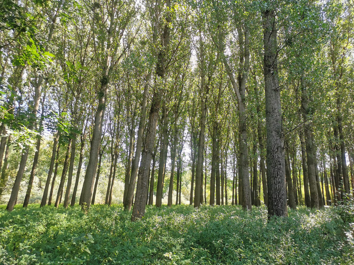Nationalpark-Donau-Auen-Mannswoerth-1.jpg