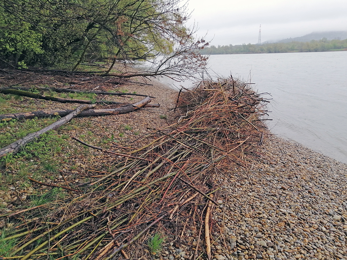 nationalpark-donau-auen-schwalbeninsel_-(1).jpg