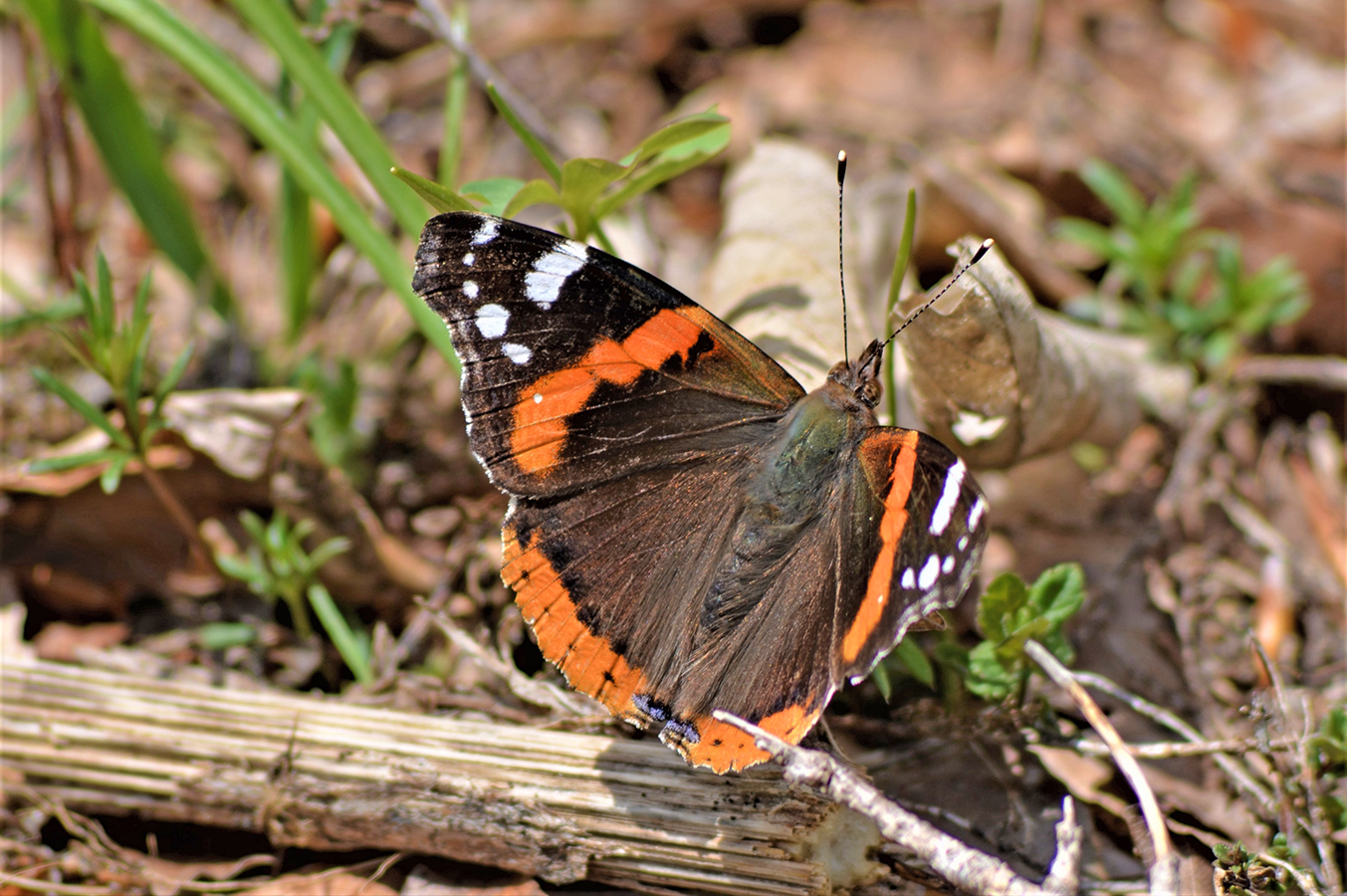 Nationalpark-Donau-Auen-Admiral,-Hlavac.JPG