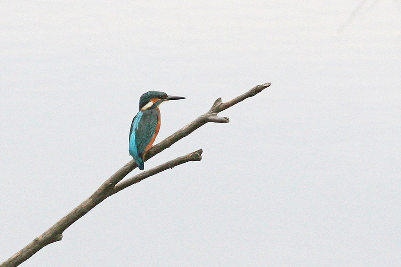 Nationalpark-Donau-Auen-Eisvogel1.jpg