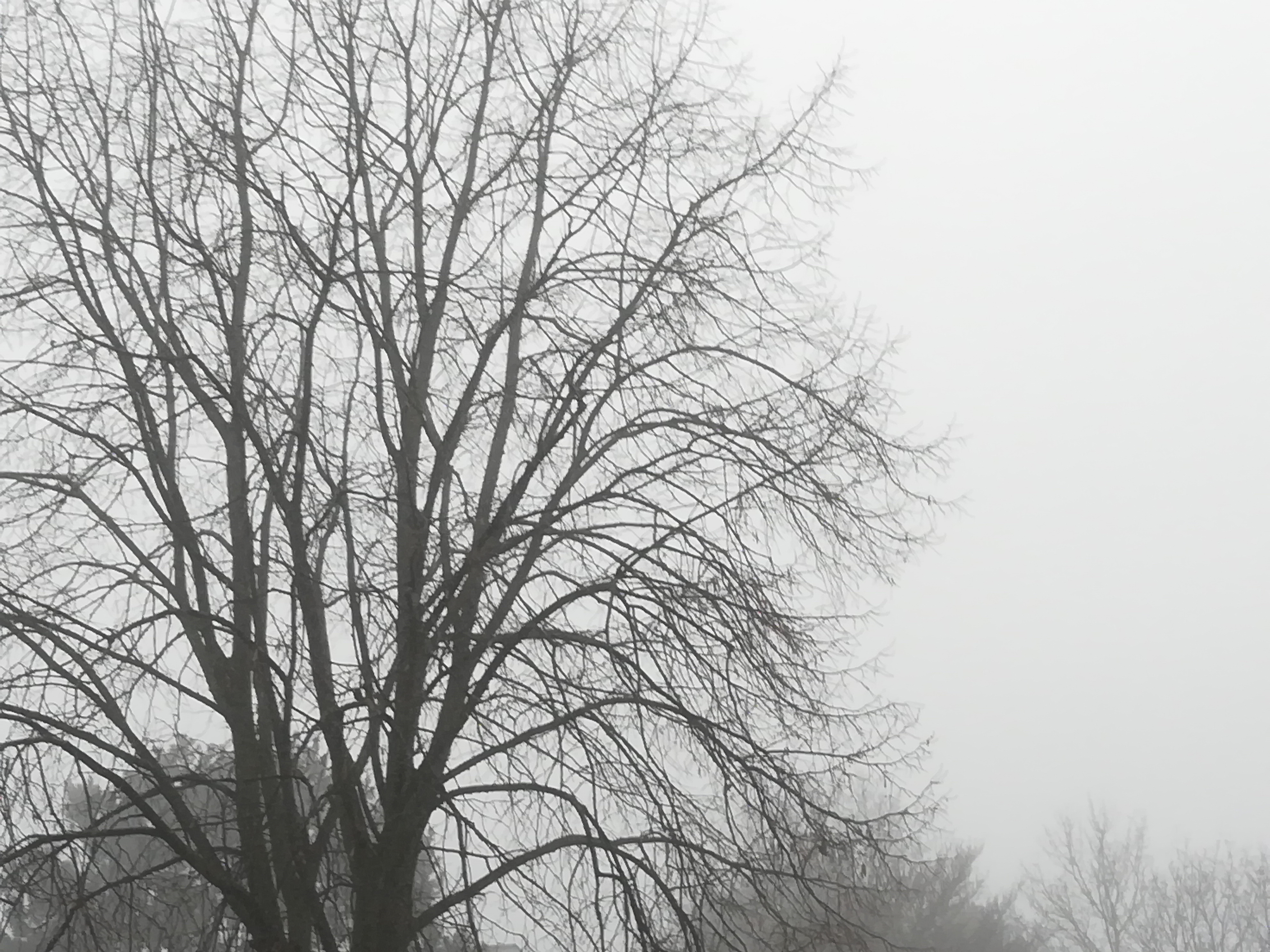 Nationalpark-Donau-Auen-49839-40-Stimmungen-Nebel,-Dorn.jpg