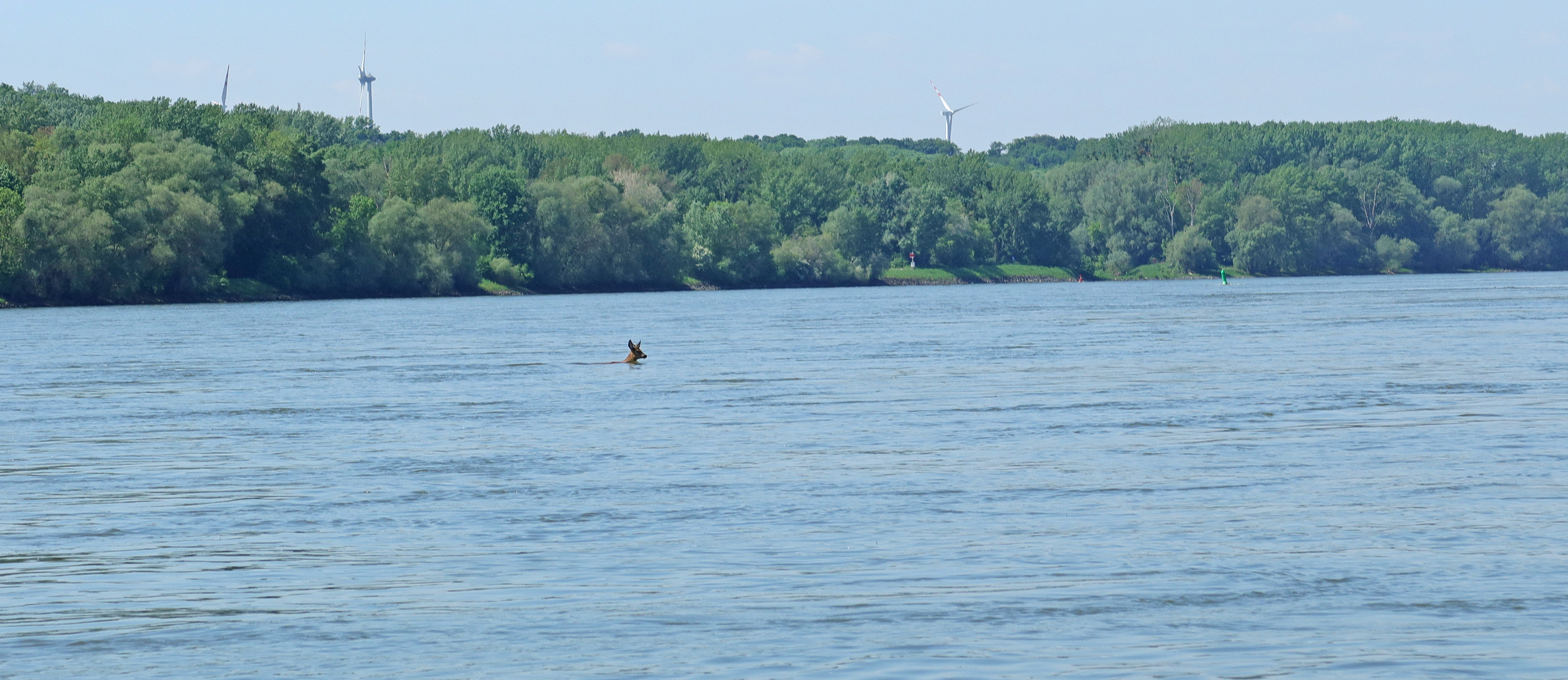 Nationalpark-Donau-Auen-Rehcover.jpg