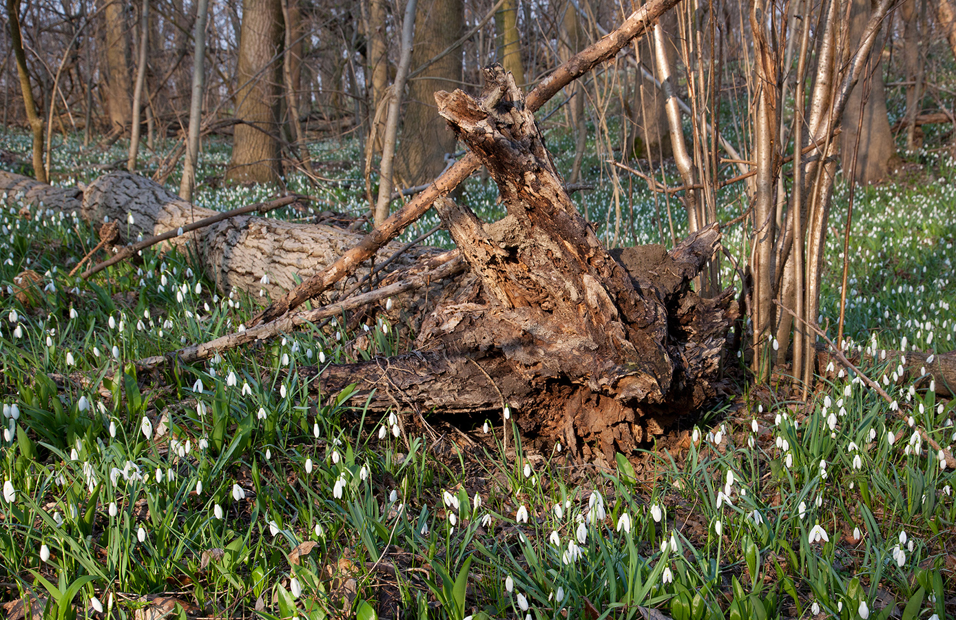 Nationalpark-Donau-Auen-27919-11-Flora-Geophyten-Schneeglockchen,Schneider.jpg