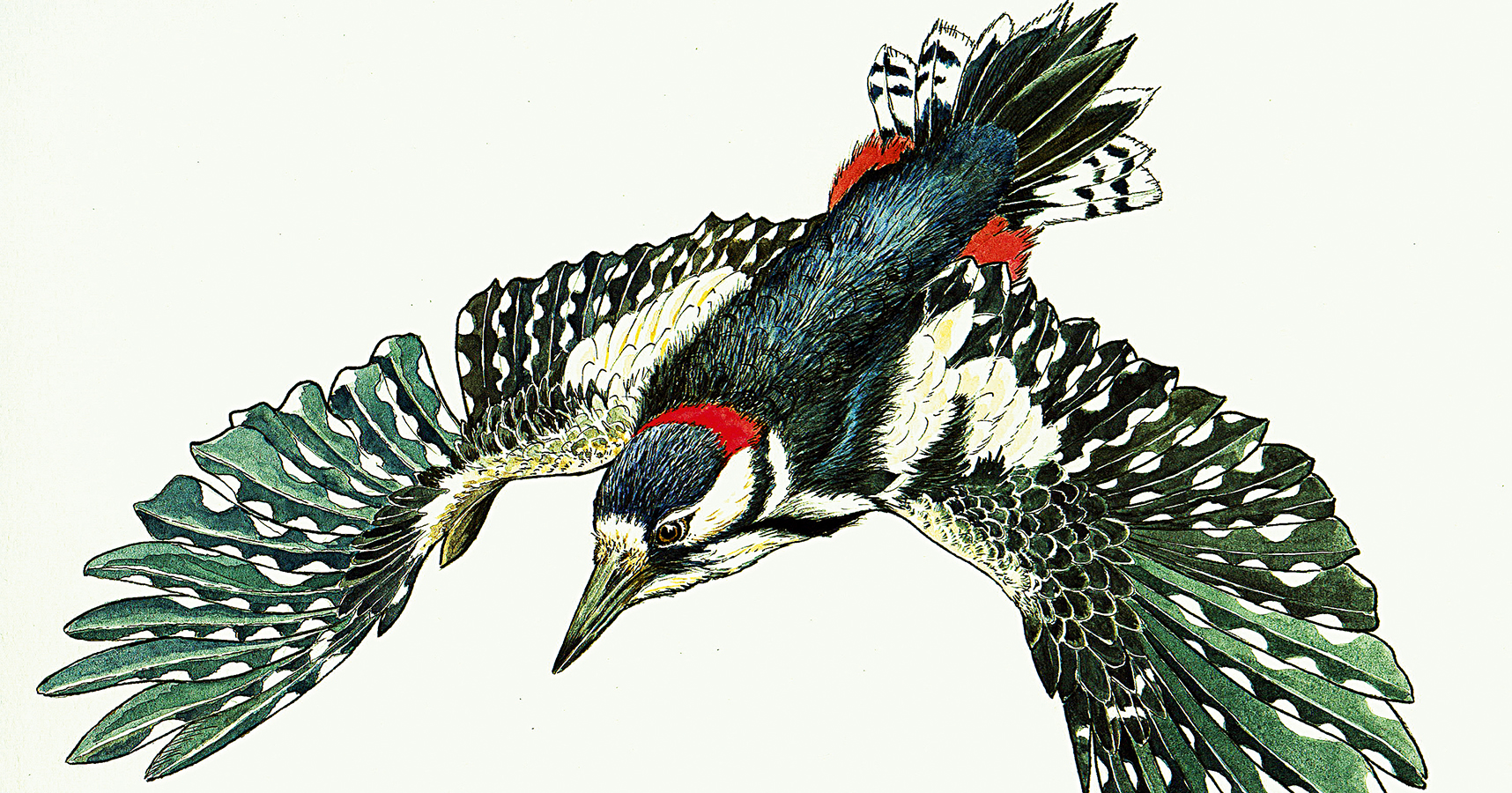 Nationalpark-Donau-Auen-Cover-Buntspecht.jpg