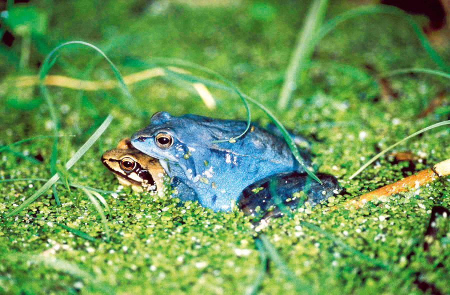 Nationalpark-Donau-Auen-1466-2-WT-Amphibien-Moorfrosch-Leobendorf-230300,-BaumgartnerB.jpg