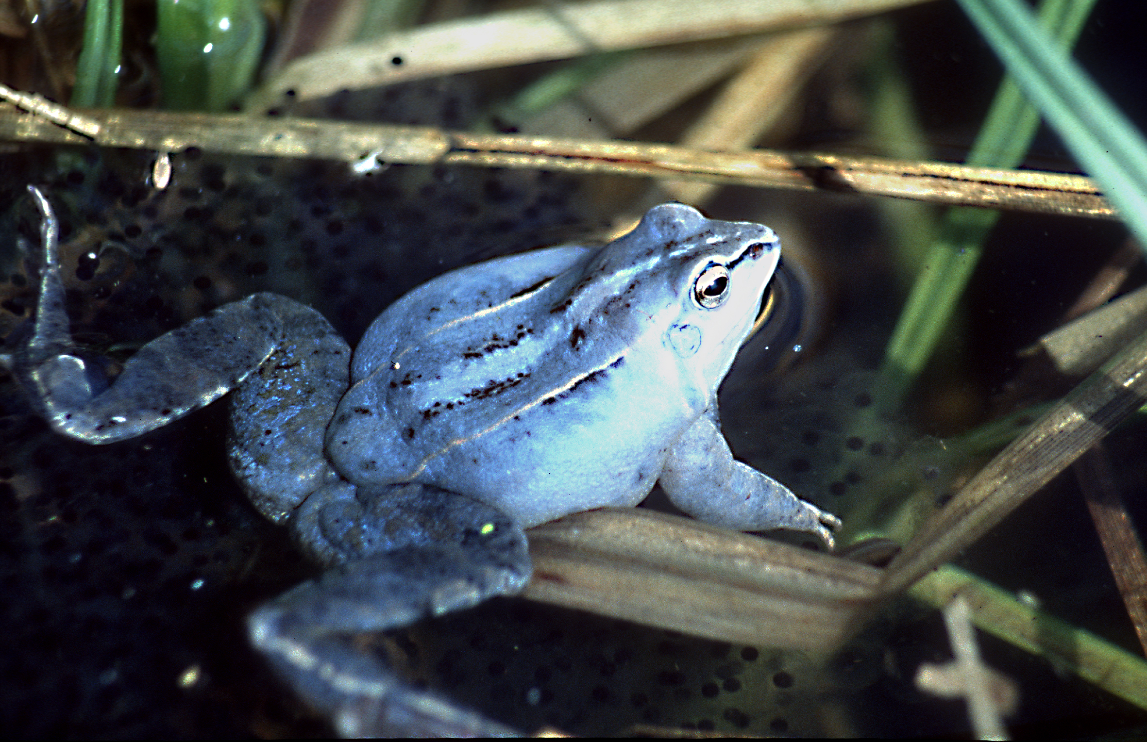 Nationalpark-Donau-Auen-943-2-WT-Amphibien-Moorfrosch,-Baumgartner.jpg