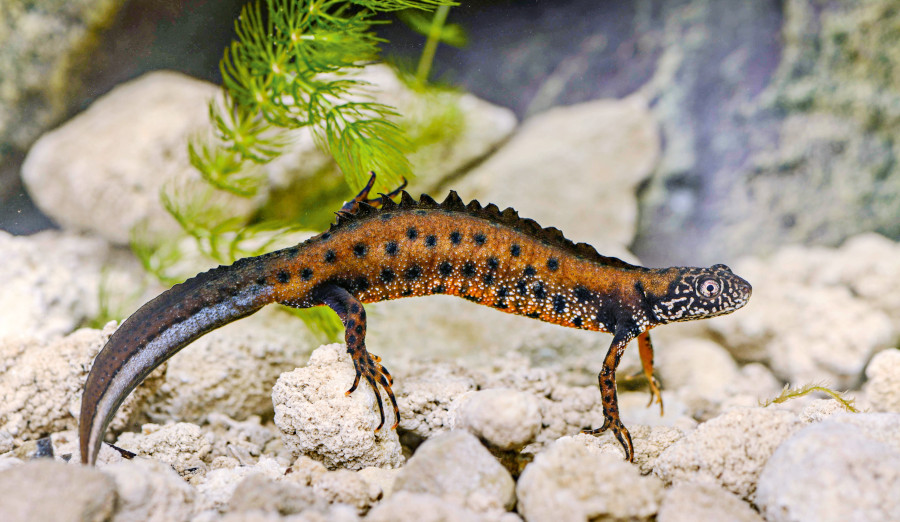 Nationalpark-Donau-Auen-44615-2-Fauna-Amphibien-Donaukammmolch,WernerBartschB.jpg