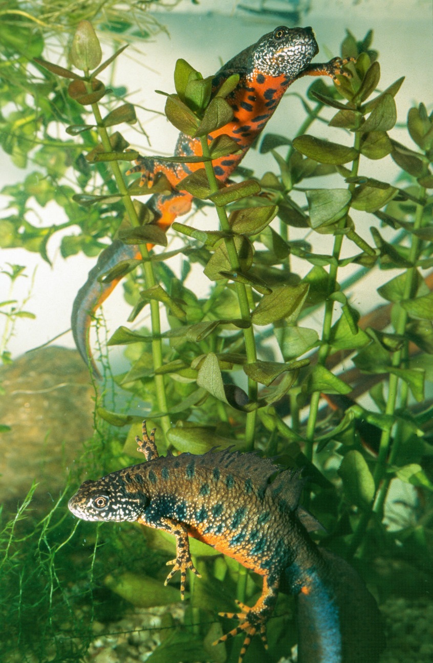 Nationalpark-Donau-Auen-45517-2-Fauna-Amphibien-Donaukammmolch,SchedlB.jpg