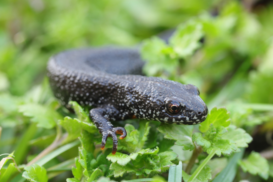 Nationalpark-Donau-Auen-49602_00068-2-Fauna-Amphibien-DonaukammmolchWeibchen,Baumgartner.JPG