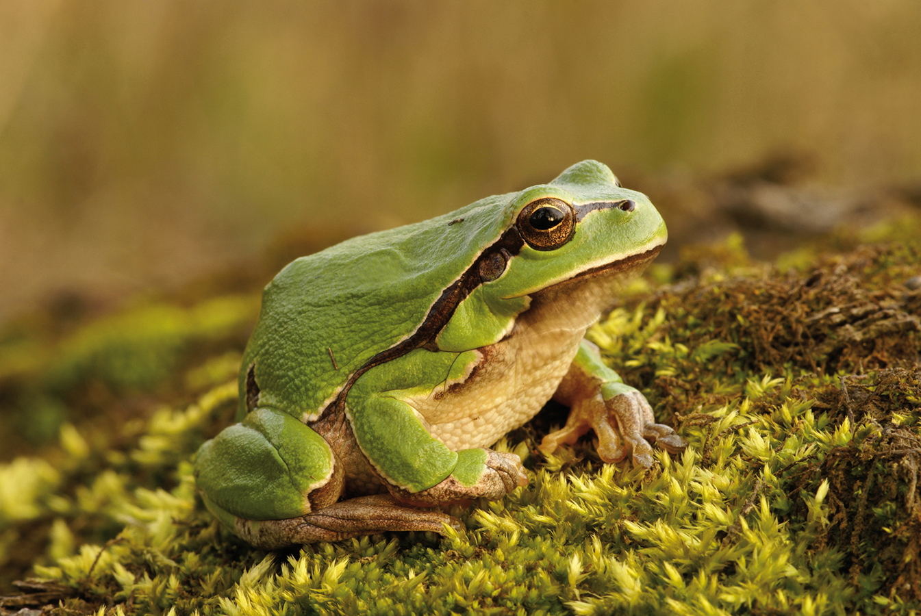 10577-2-Fauna-WT-Amphibien-Laubfrosch,Baumgartner.jpg