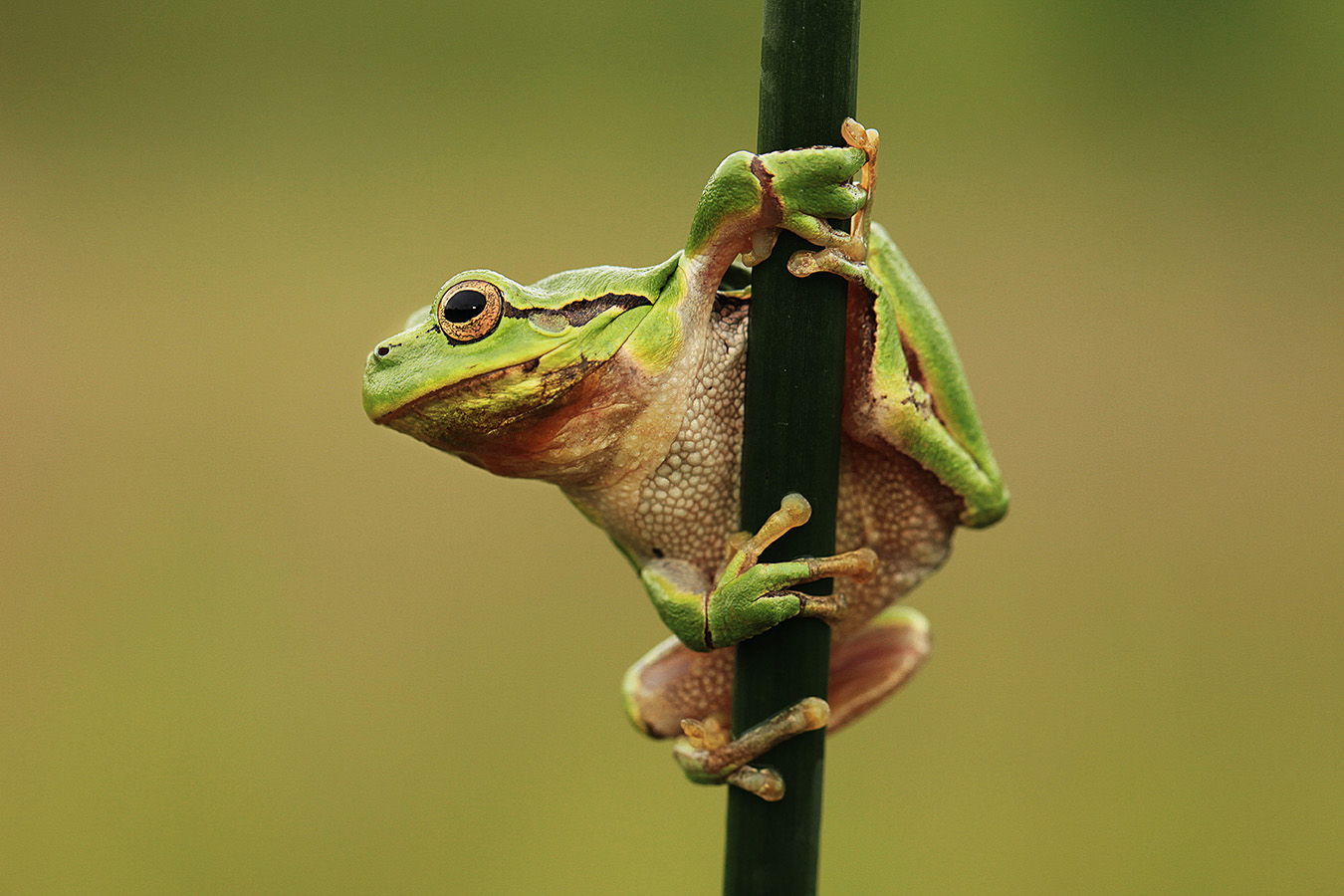 24887-2-Fauna-WT-Amphibien-Laubfrosch,Baumgartner_R12.jpg