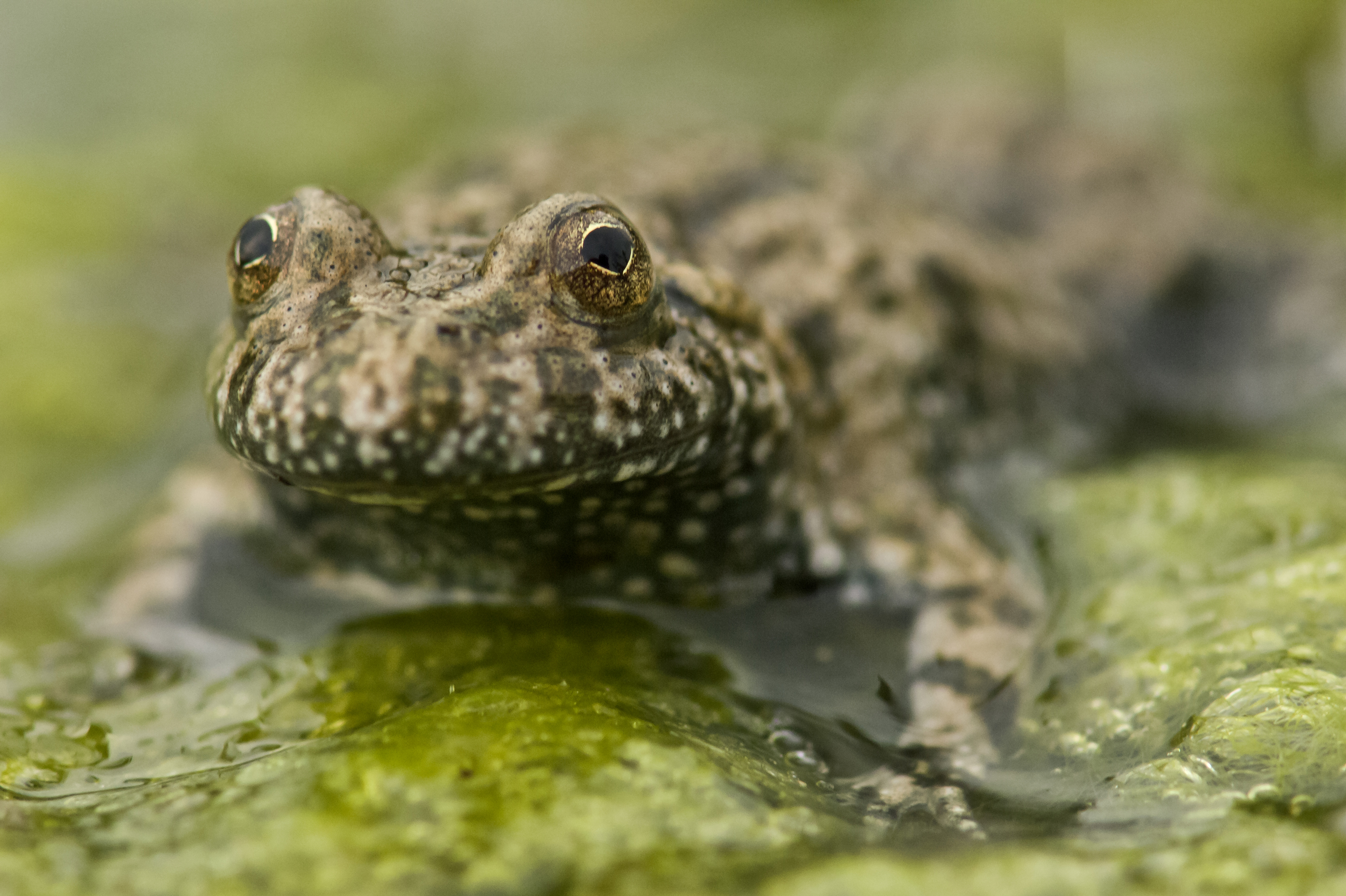 Nationalpark-Donau-Auen-31581-2-Fauna-WT-Amphibien-Rotbauchunke,Kreinz.jpg