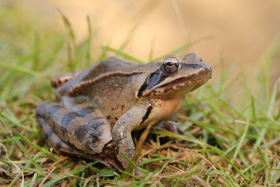 Nationalpark-Donau-Auen-46817-2-WT-Amphibien-Springfrosch,Baumgartner.JPG