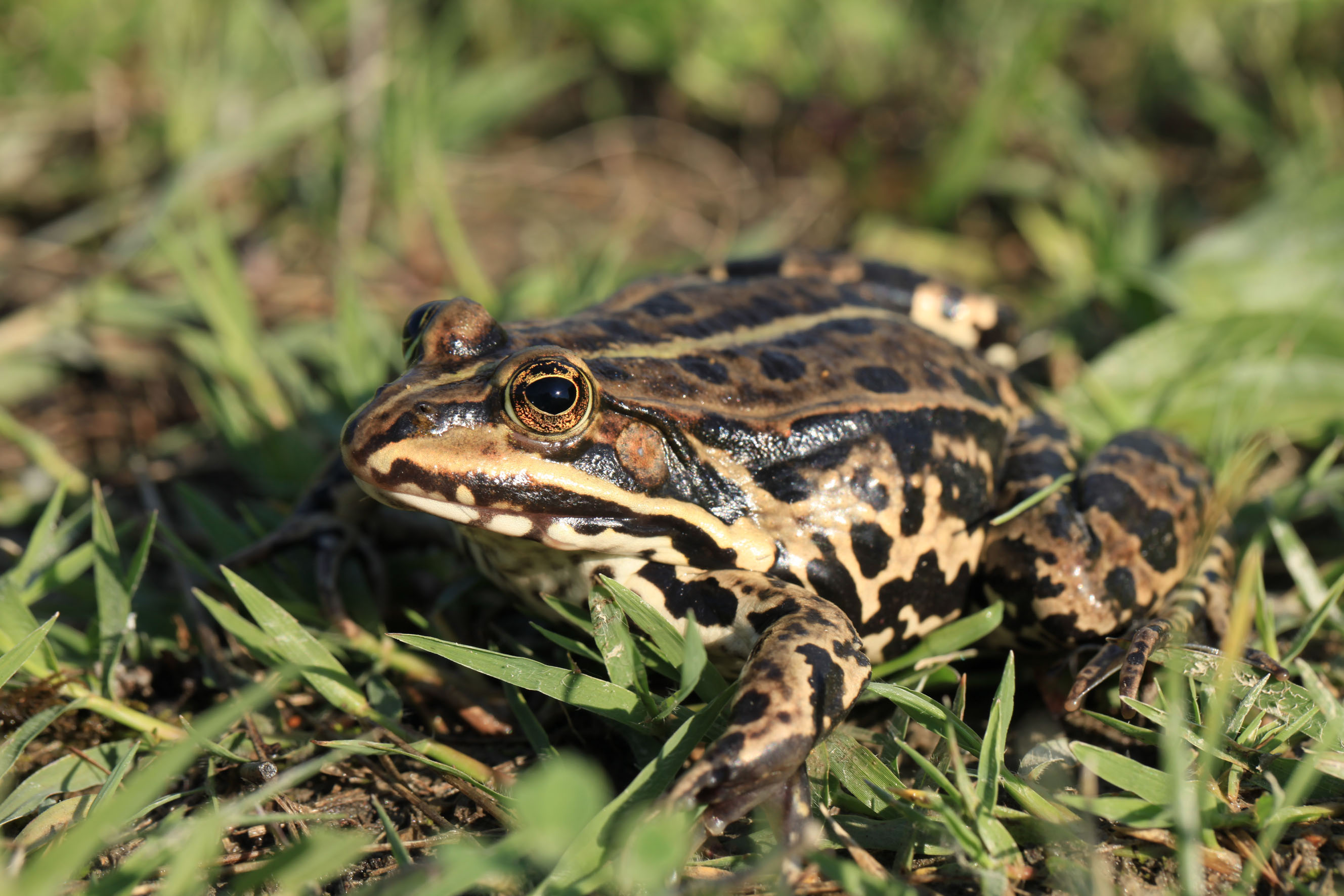 Nationalpark-Donau-Auen-28351-2-Fauna-WT-Amphibien-Teichfrosch,Baumgartner.JPG