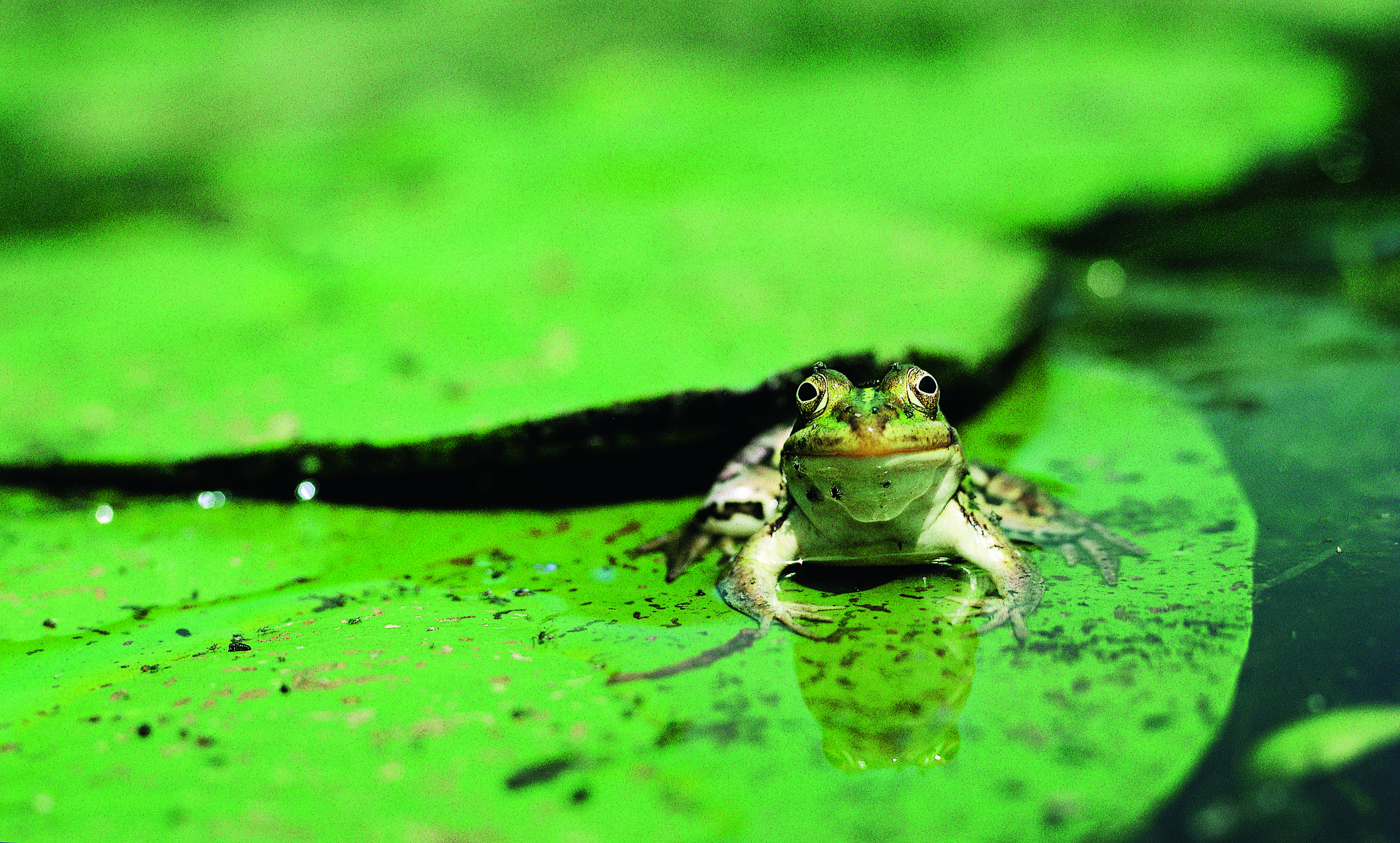 Nationalpark-Donau-Auen-7740-2-Fauna-WT-Amphibien-Teichfrosch,GolebNavaraB.jpg