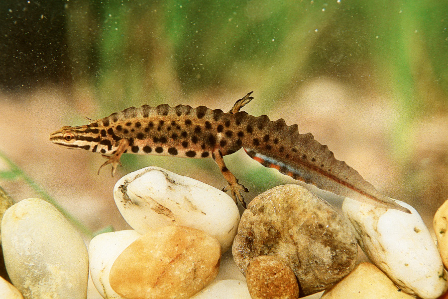 Nationalpark-Donau-Auen-31869-2-Fauna-Amphibien-TeichmolchMannl,BaumgartnerB.jpg