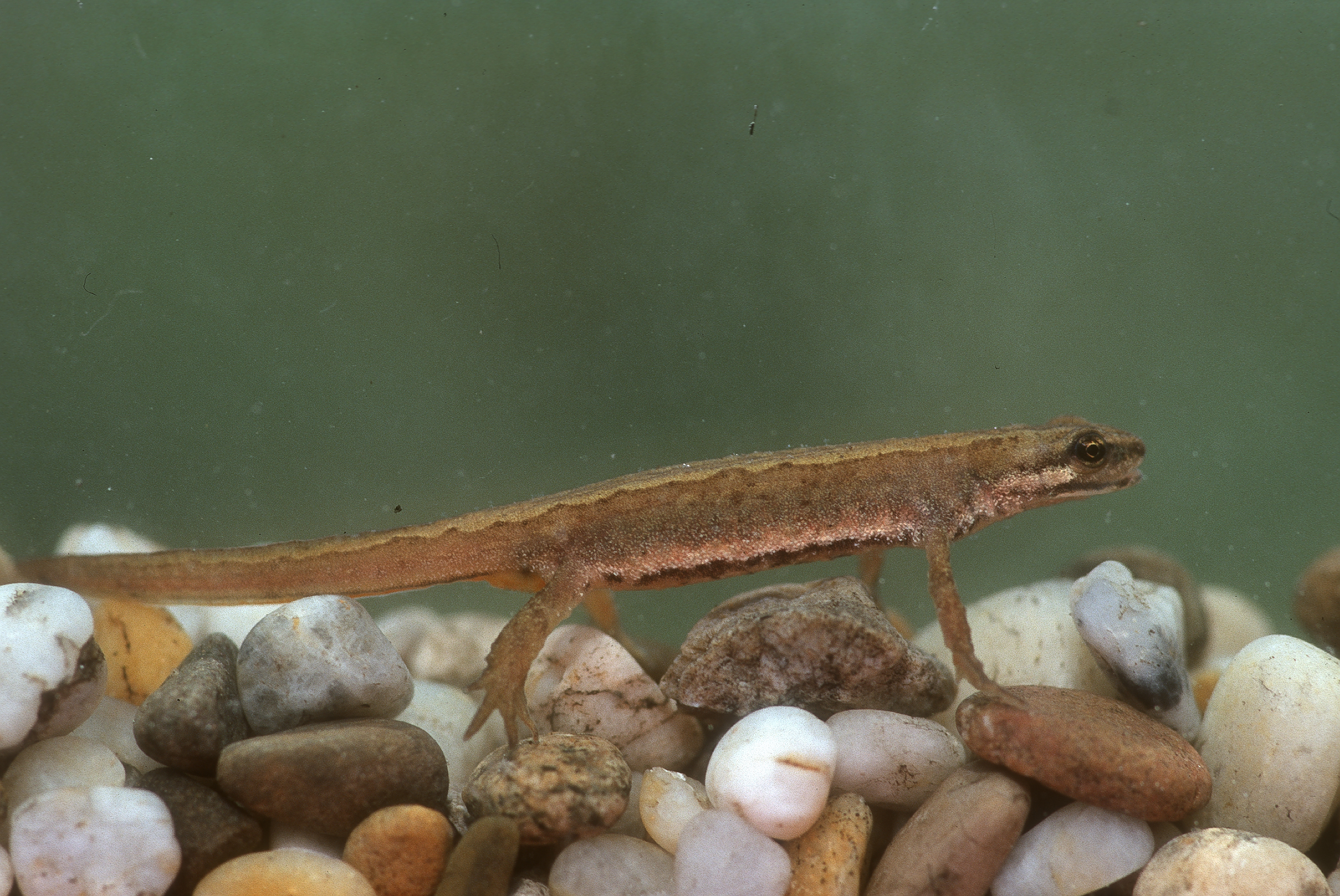 Nationalpark-Donau-Auen-31874-2-Fauna-Amphibien-TeichmolchWeibl,Baumgartner.jpg