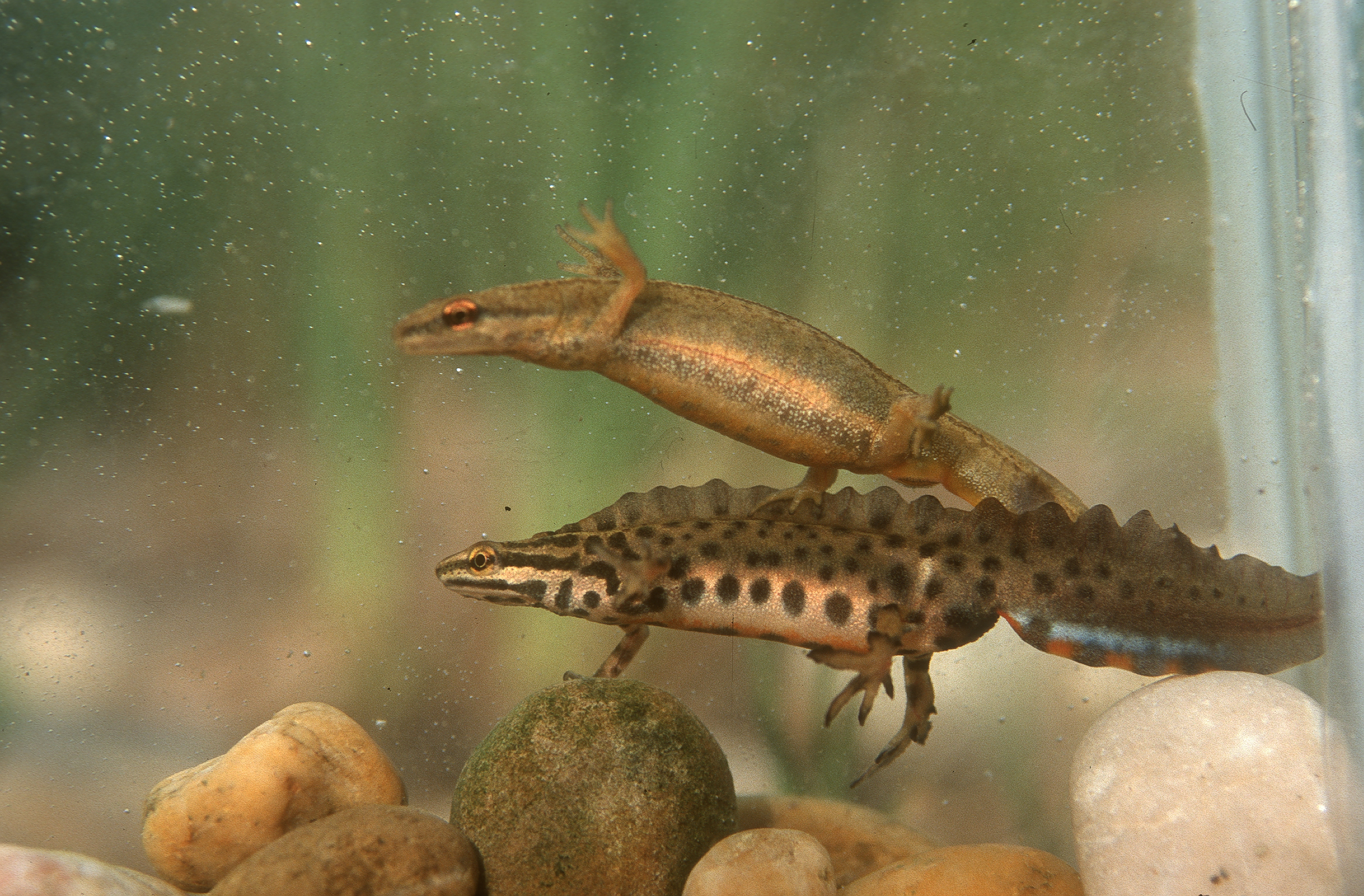 Nationalpark-Donau-Auen-31878-2-Fauna-Amphibien-TeichmolchMannlWeibl,Baumgartner.jpg