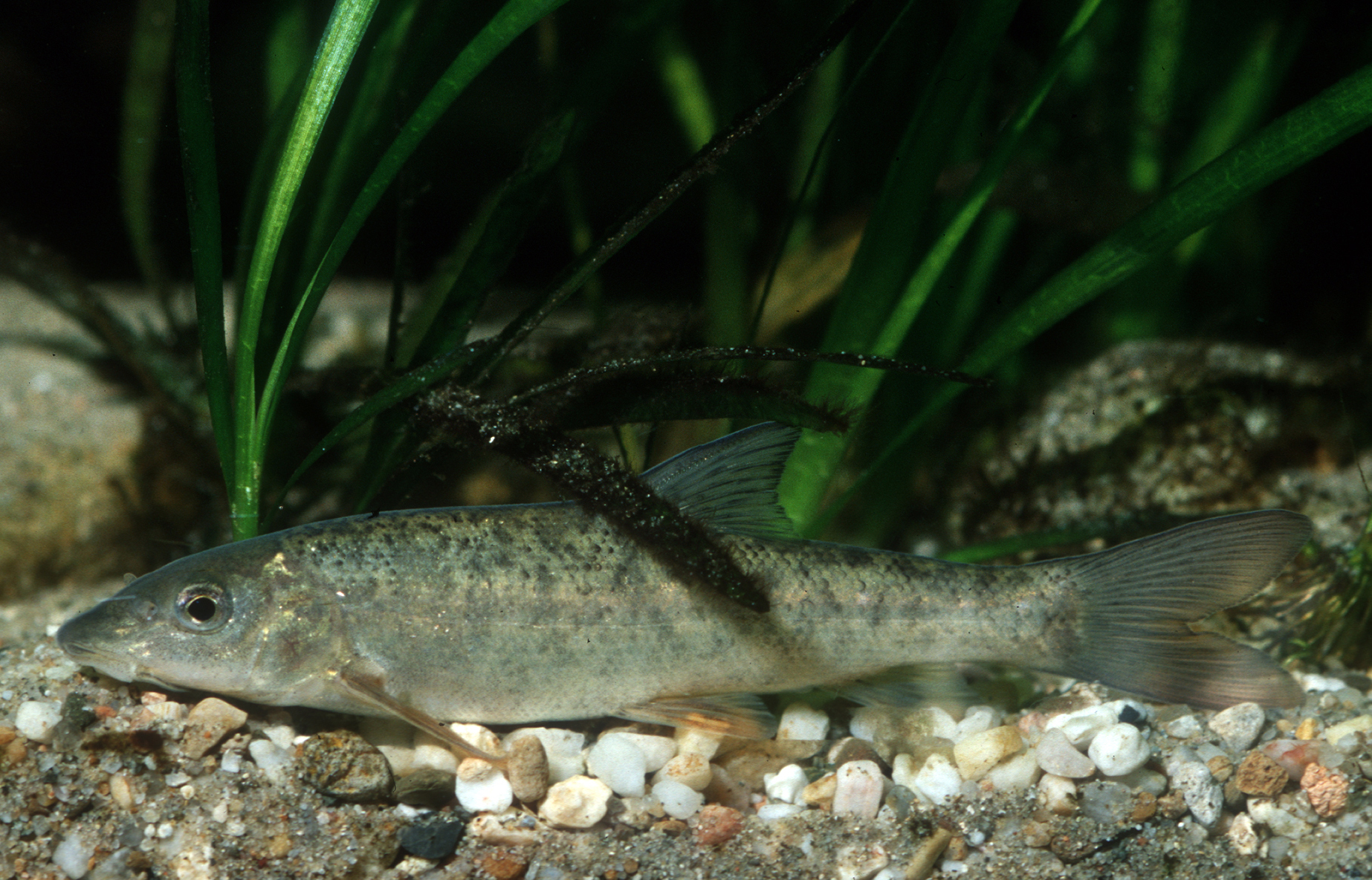 Nationalpark-Donau-Auen-28596-75-Fauna-WT-Fische-Barbe,Grotensohn.jpg