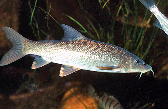 Nationalpark-Donau-Auen-9294-75-Fauna-WT-Fische-Barbe,Grotensohn.jpg