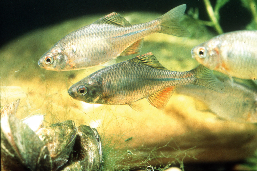 Nationalpark-Donau-Auen-1246-75-Fauna-Fische-Bitterlinge,GoleNavaraB.jpg