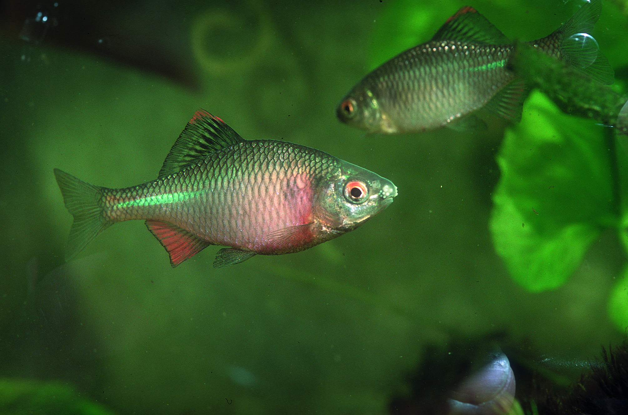Nationalpark-Donau-Auen-5695-75-Fauna-WT-Fische-Bitterling,Grotensohn.jpg