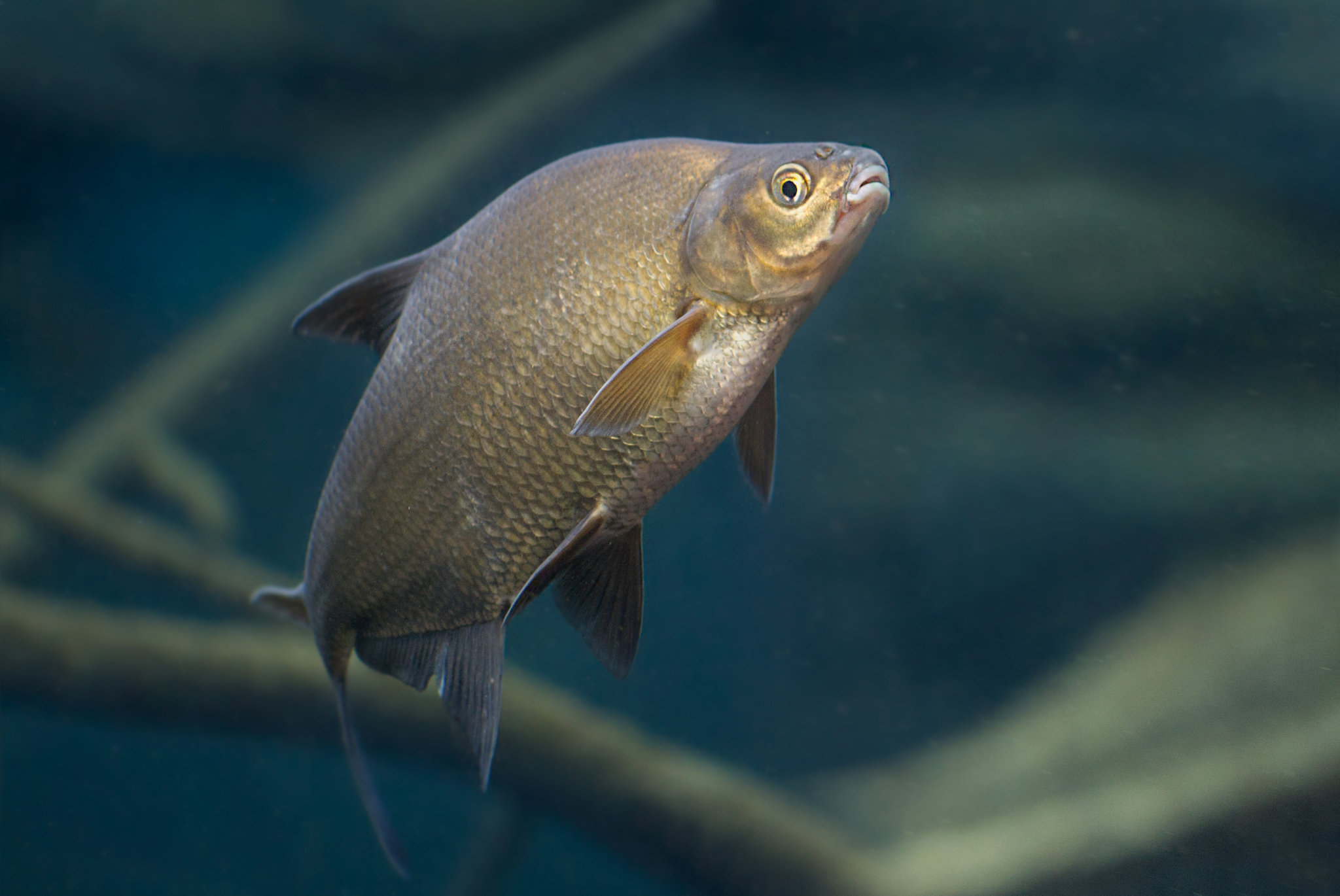 Nationalpark-Donau-Auen-48819-75-Fauna-WT-Fische-Brachse,Urbanek.jpg