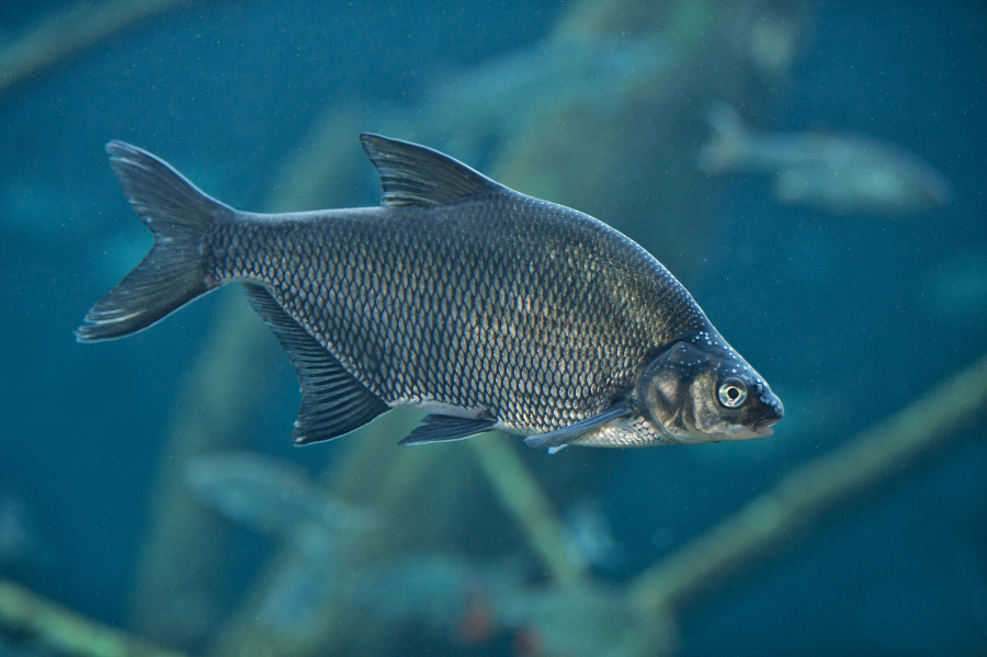 Nationalpark-Donau-Auen-48820-75-Fauna-WT-Fische-Brachse,Urbanek.jpg
