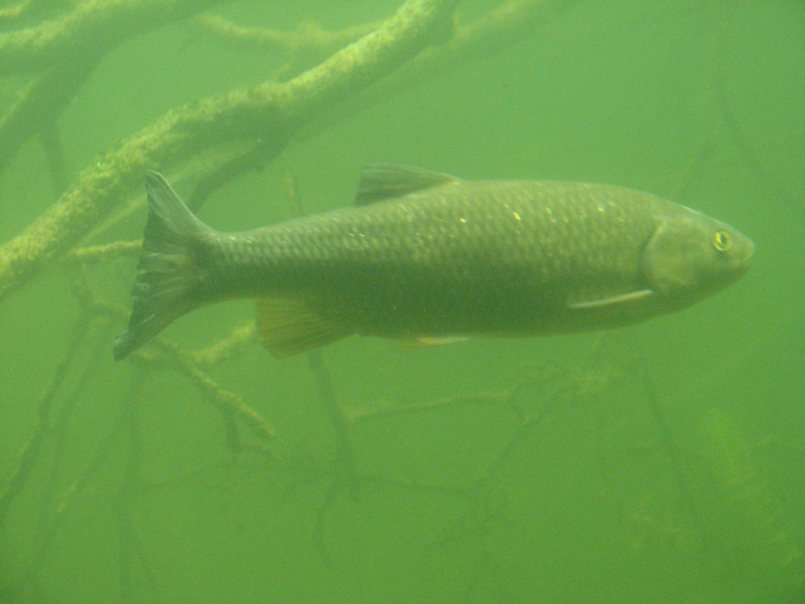 Nationalpark-Donau-Auen-13217-75-Fauna-WT-Fische-Dobel,Hlavac.jpg