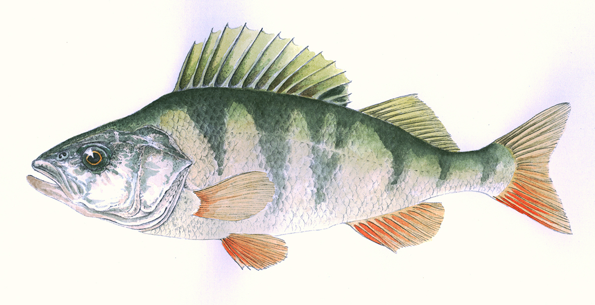 12756-75-Fauna-WT-Fische-Flussbarsch,MuhlbacherWeixelbraun.jpg
