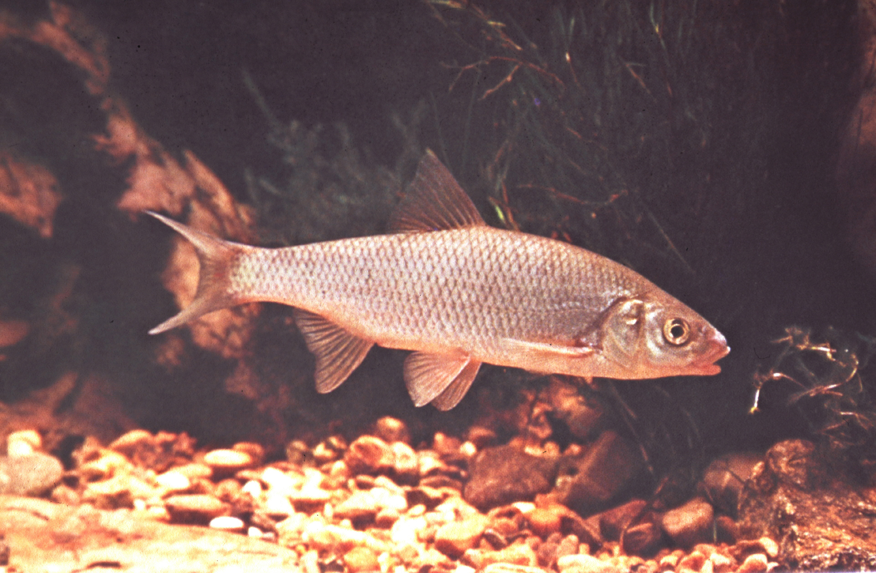 Hasel │ Nationalpark DonauAuen