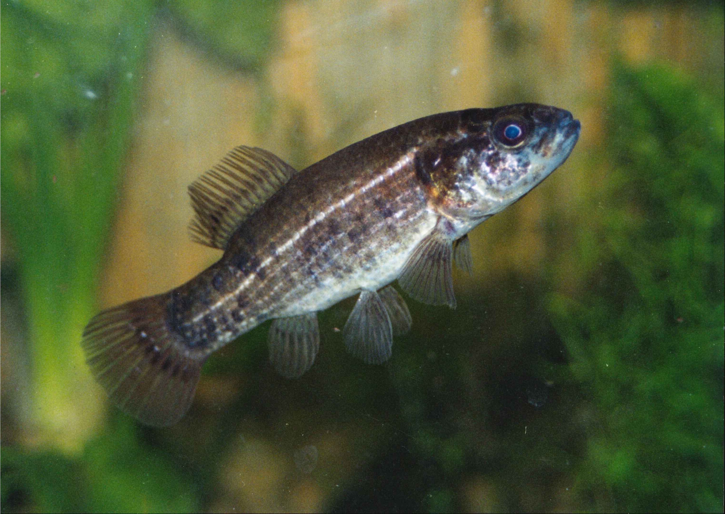 Nationalpark-Donau-Auen-34581-75-Fauna-WT-Fische-Europaischer-Hundsfisch,Klein.jpg