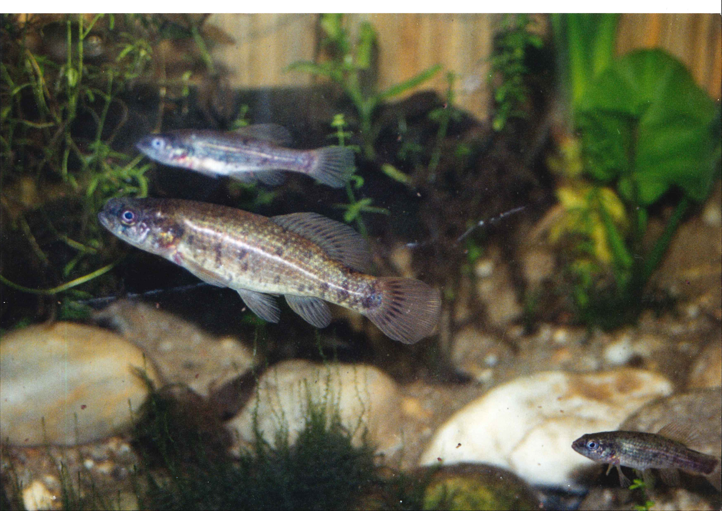 Nationalpark-Donau-Auen-34583-75-Fauna-WT-Fische-Europaischer-Hundsfisch,Klein.jpg