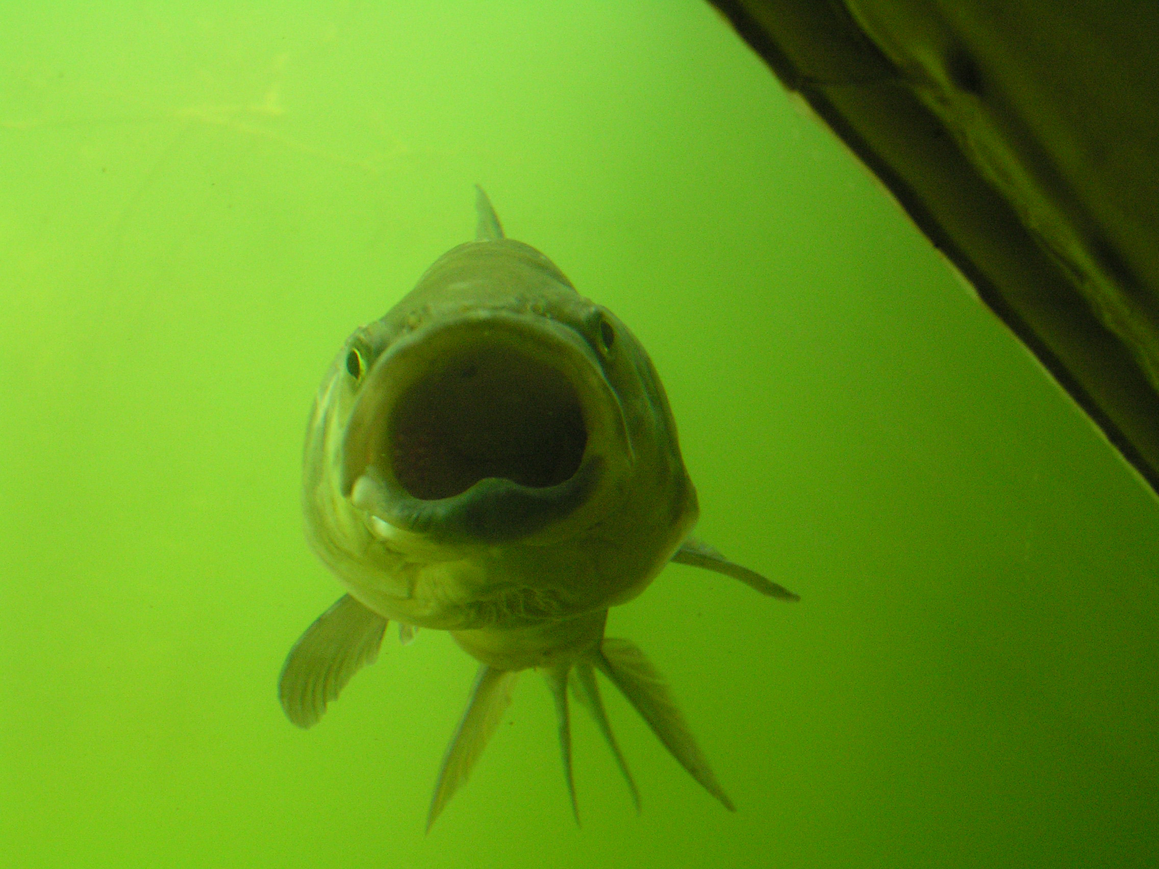 Nationalpark-Donau-Auen-13950-75-Fauna-WT-Fische-Schied,Kurth.jpg