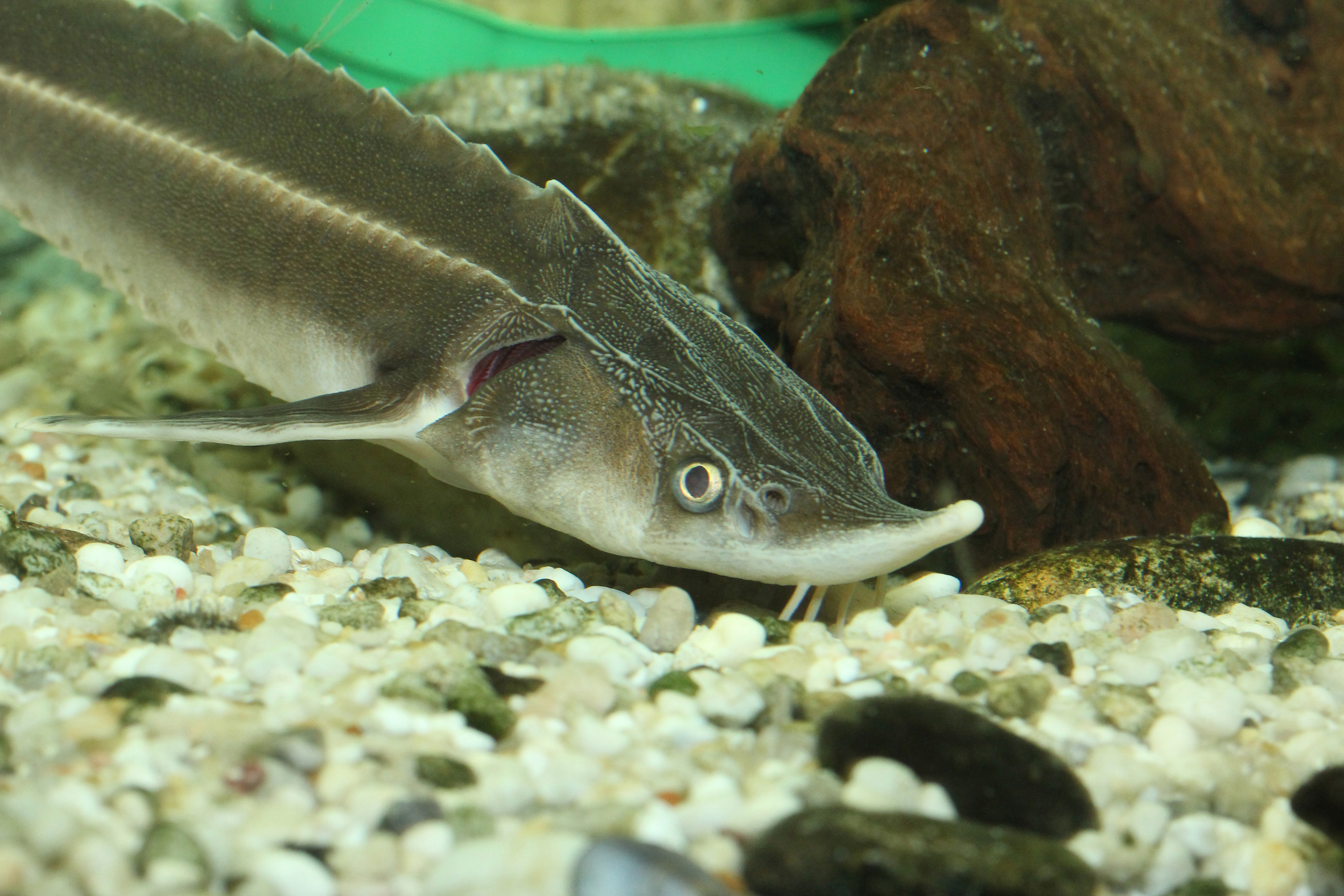 Nationalpark-Donau-Auen-19708-75-Fauna-WT-Fische-Sterlet,Kern.jpg