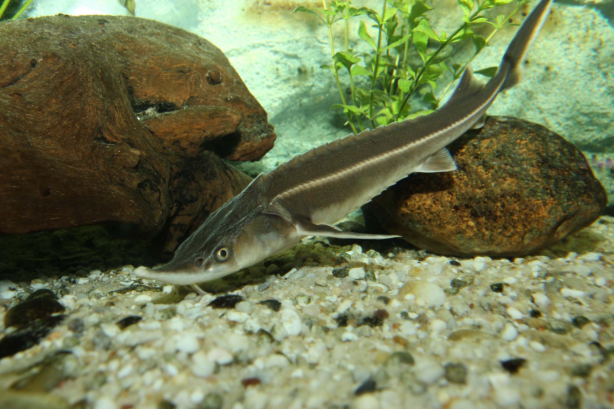 Nationalpark-Donau-Auen-23665-75-Fauna-WT-Fische-Sterlet,Kern.JPG