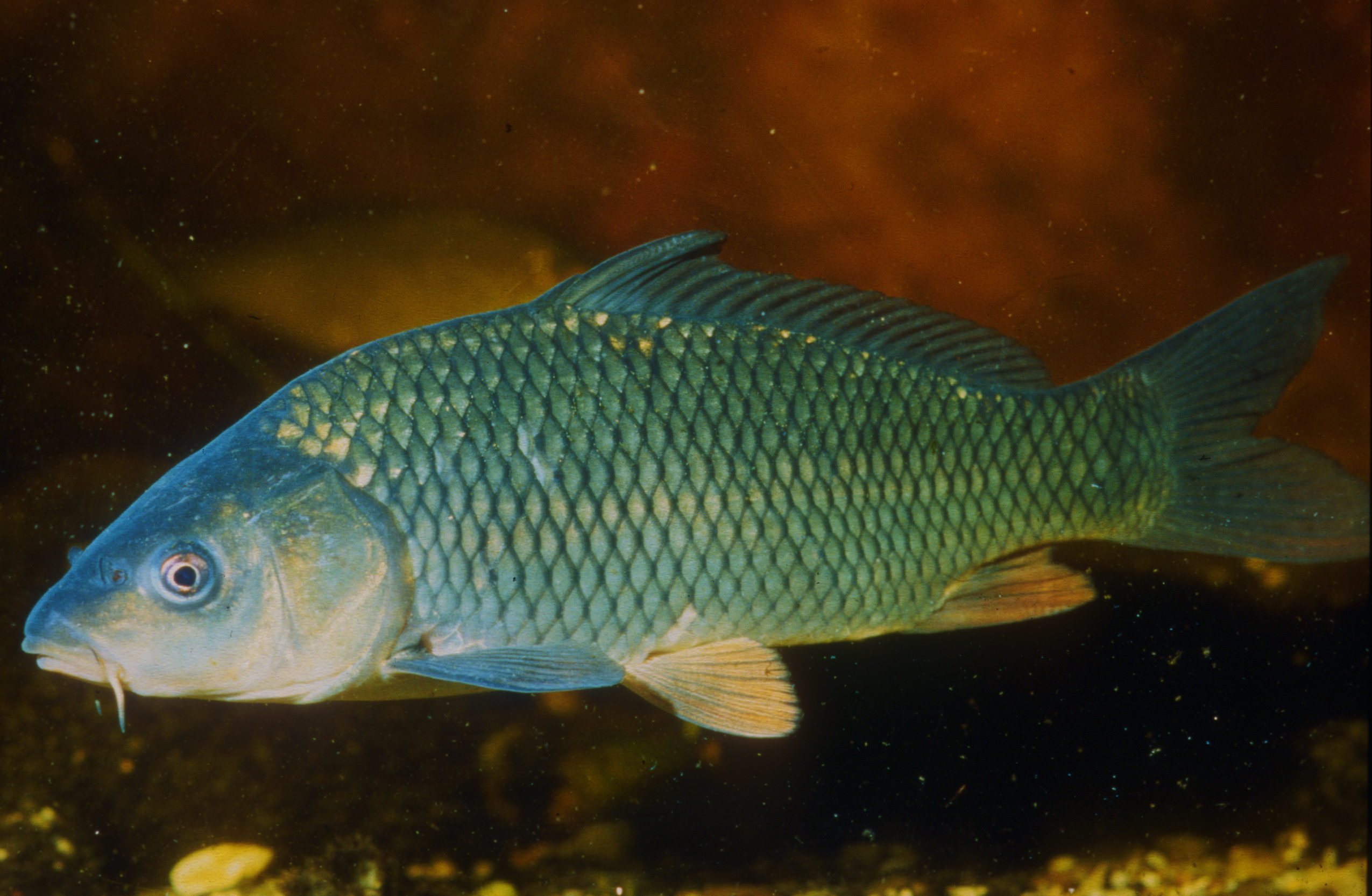 Nationalpark-Donau-Auen-1700-75--Fauna,-WT-Fische-Wildkarpfen,-Grotensohn.jpg