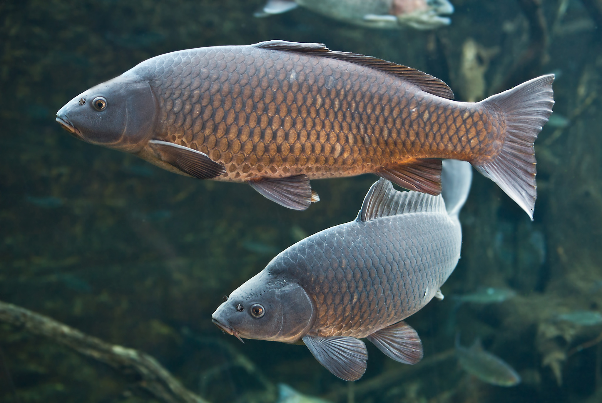 Nationalpark-Donau-Auen-48821-75-Fauna-WT-Fische-Wildkarpfen,Urbanek.jpg