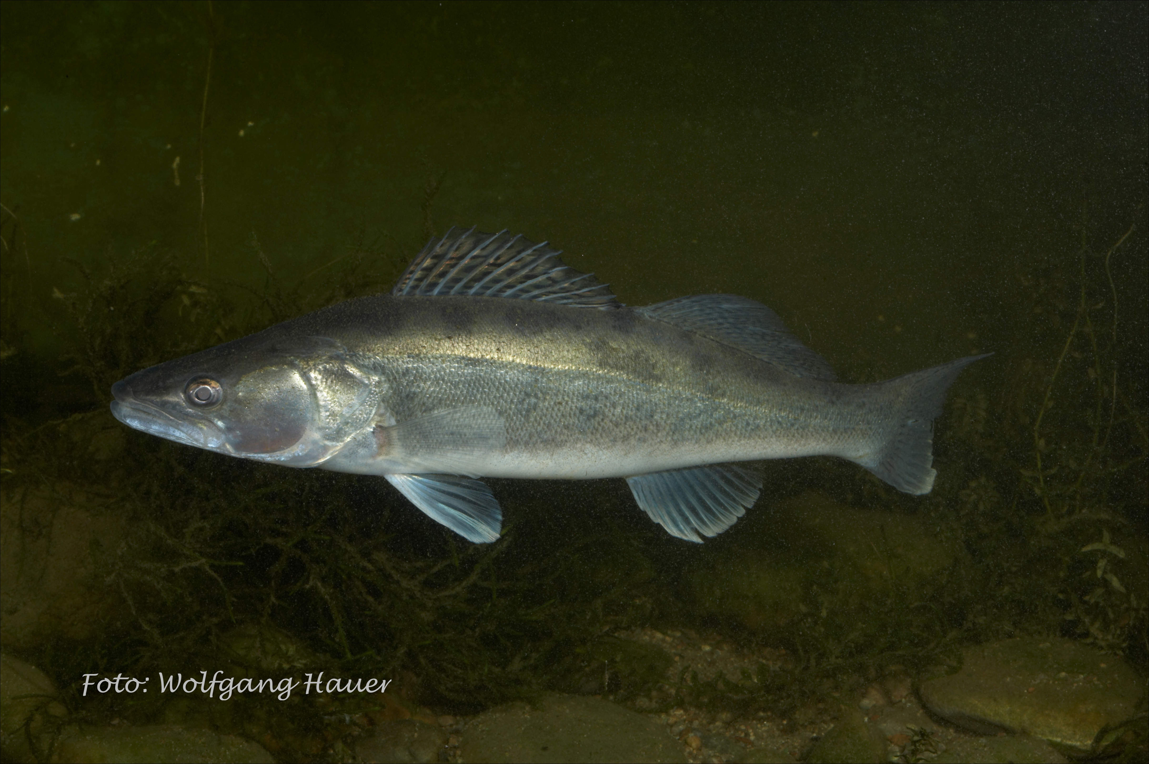 Zander │ Nationalpark DonauAuen