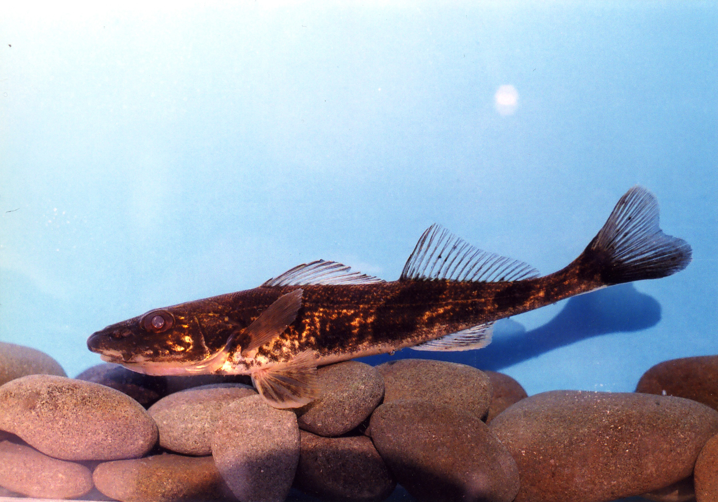 Nationalpark-Donau-Auen-14601-75-Fauna-WT-Fische-Zingel,Jurajda.jpg