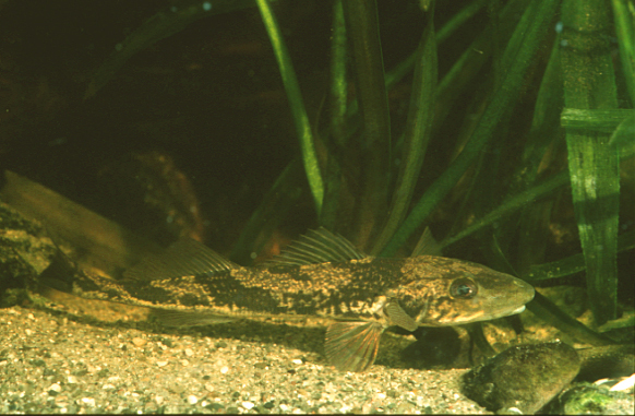 Nationalpark-Donau-Auen-9298-75-Fauna-WT-Fische-Zingel,Grotensohn.jpg
