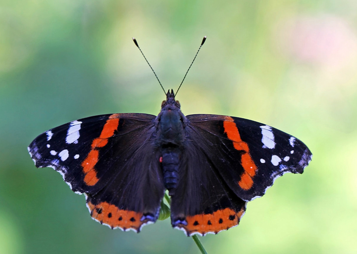 Nationalpark-Donau-Auen-34433-5-Fauna-WL-5-Insekten-Admiral,Dorn.jpg