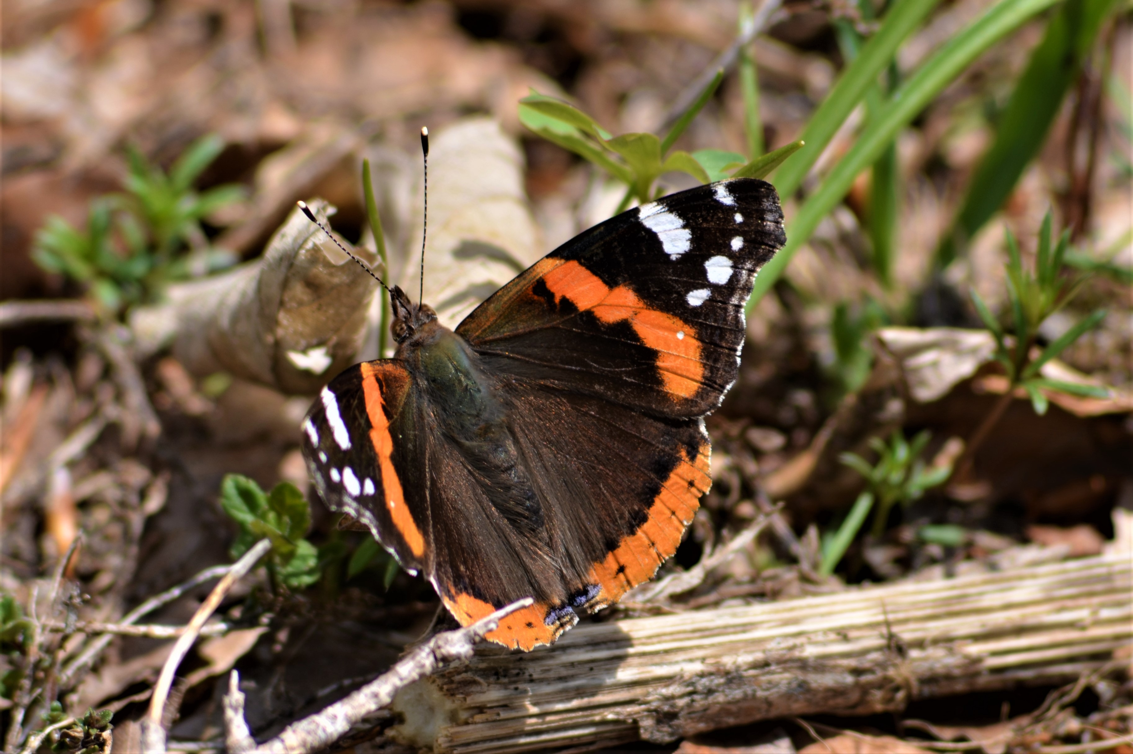 Nationalpark-Donau-Auen-DSC_0235_hlavac.JPG